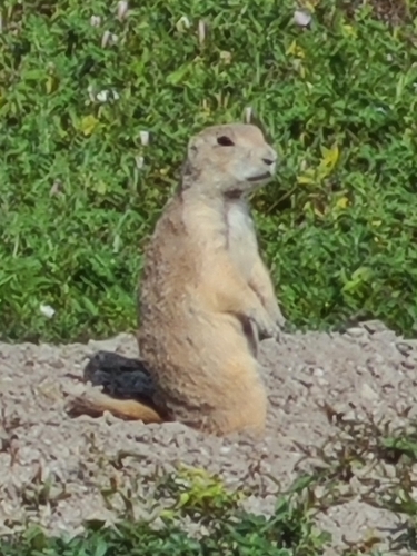 Prairie Dog