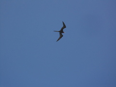 Fregata magnificens