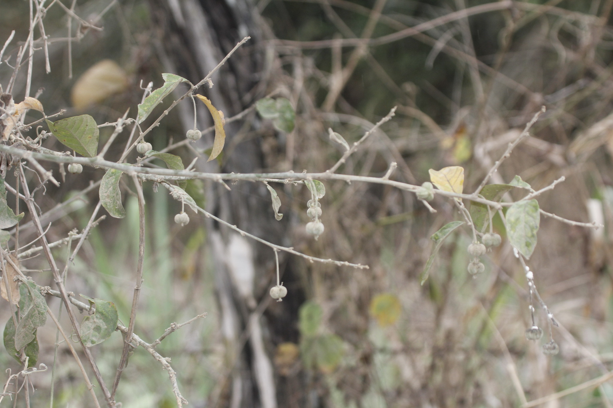 Adelia oaxacana