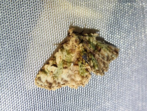 Metalectra marginata