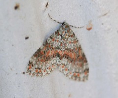 Trichopterigia sanguinipunctata