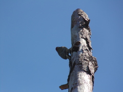 Melanerpes superciliaris