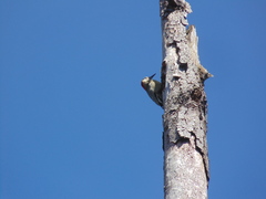 Melanerpes superciliaris