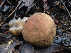 Lycoperdon molle