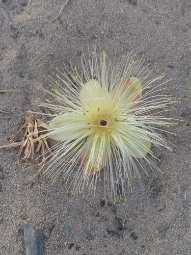 Image of Caryocar brasiliense by (c) Lucas Kaminski, some rights reserved (CC BY)