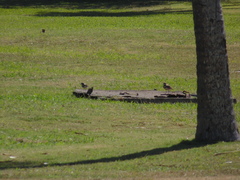 Charadrius vociferus