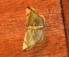 Yashmakia veneris