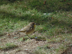 Setophaga palmarum