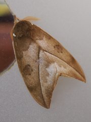 Automeris zugana
