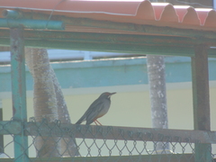 Turdus plumbeus