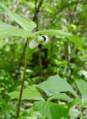 Trillium rugelii