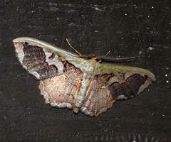 Zythos turbata