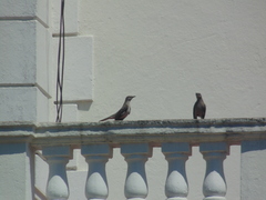 Mimus polyglottos