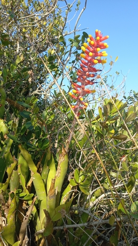 Aechmea kertesziae, photograph 2