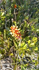 Aechmea kertesziae, photograph JG, CC BY, iNaturalist via GBIF