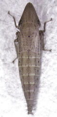 Euacanthella palustris