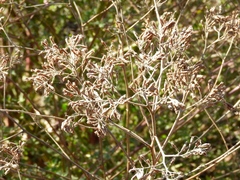 Salpianthus arenarius