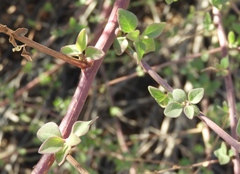 Salpianthus arenarius