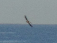 Tachornis phoenicobia