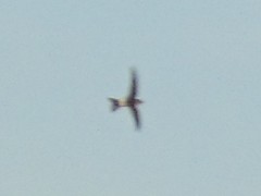 Tachornis phoenicobia