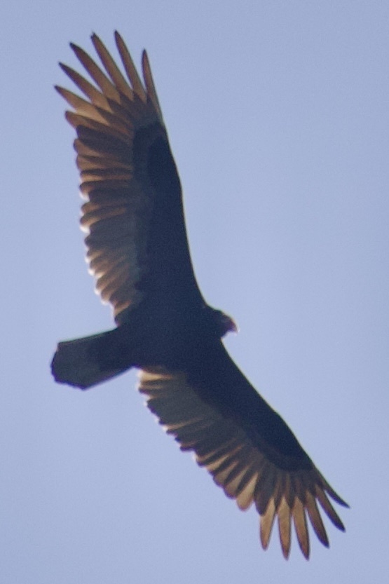 Turkey Vulture from Bay Saint Louis, MS, US on November 3, 2023 at 04: ...