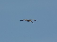 Pelecanus occidentalis