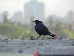 Ptiloxena atroviolacea