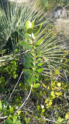 Eugenia speciosa, photograph 6