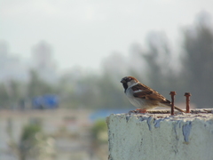 Passer domesticus