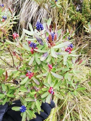 Monnina crassifolia