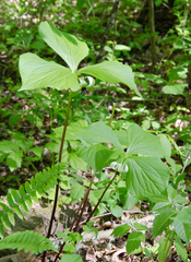 Trillium rugelii