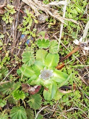Eryngium humile