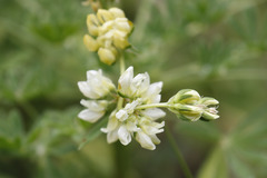 Lupinus densiflorus