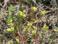 Erysimum repandum