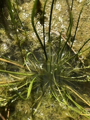 Triglochin scilloides