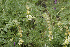 Lupinus densiflorus