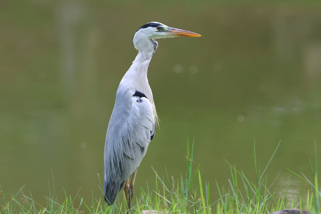 Grey Heron from Western Water Catchment, Singapore on November 3, 2023 ...