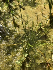 Triglochin scilloides