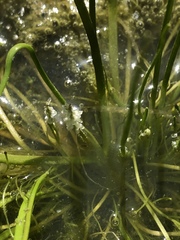 Triglochin scilloides
