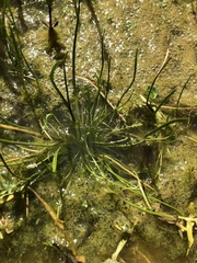 Triglochin scilloides