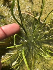 Triglochin scilloides