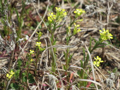 Erysimum repandum