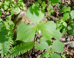 Trillium rugelii