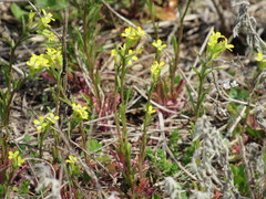 Erysimum repandum