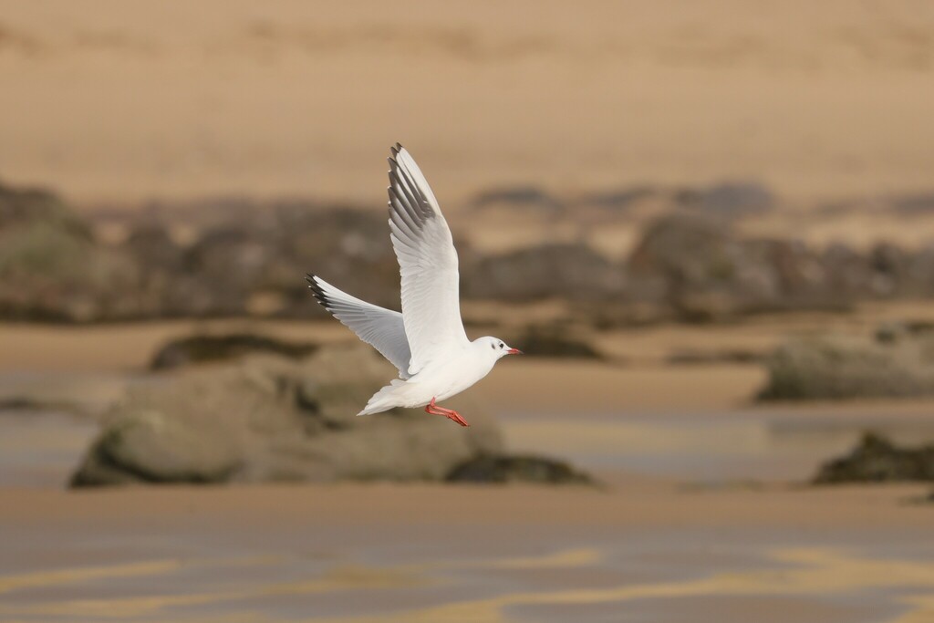 black-headed-gull-from-newton-beach-porthcawl-wales-uk-on-october-19