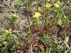 Erysimum repandum