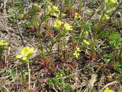 Erysimum repandum