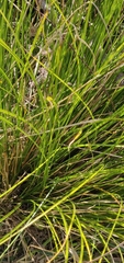 Carex flagellifera