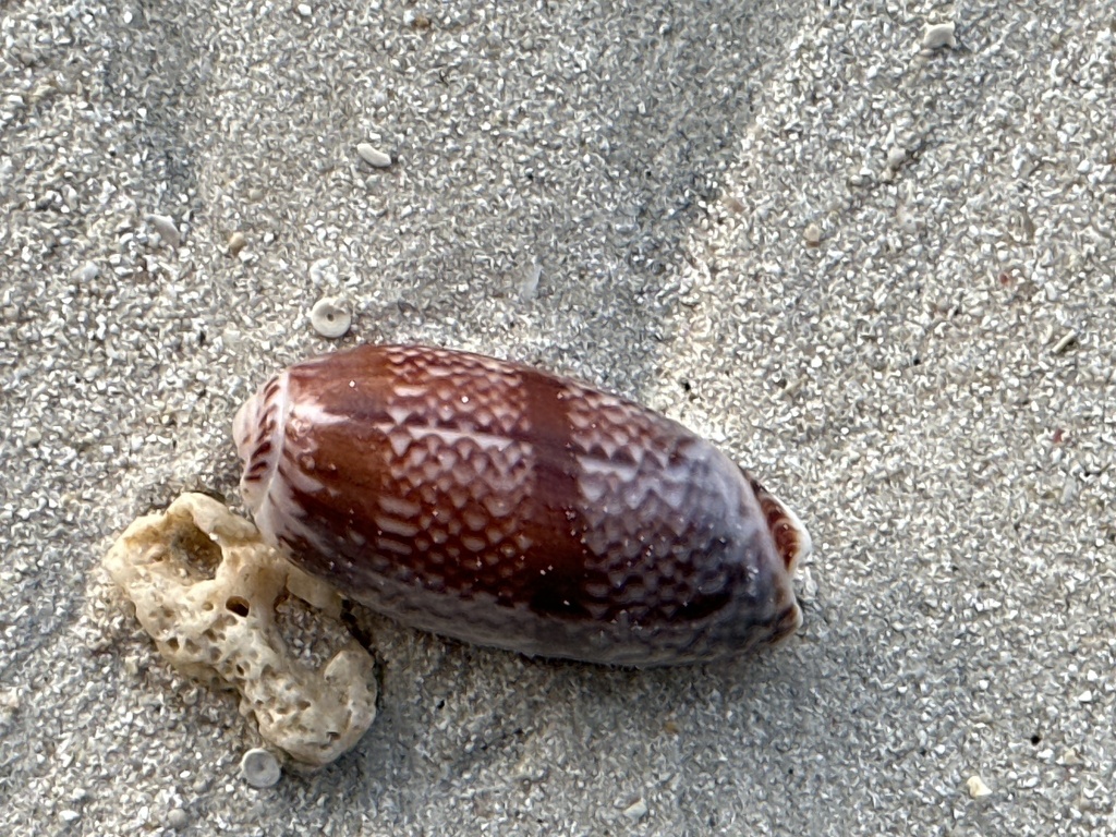 Three-colored olive