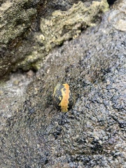 Nerita funiculata